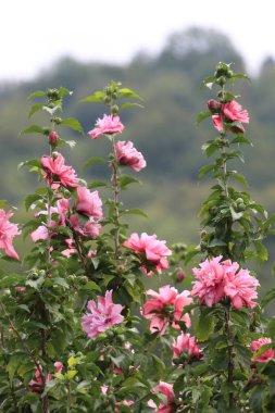 Çeşitli çiçeklerle dolu güzel renkli bir çiçek bahçesi