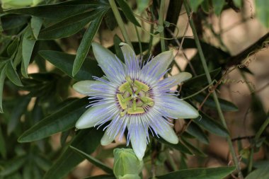 doğanın güzel çiçekler