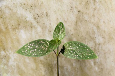  Bahar yeşil yaprakları