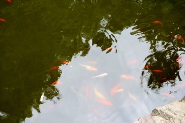 Güzel renkli balık gölet