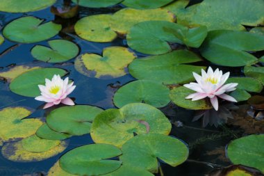 doğanın güzel çiçekler