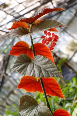  Bahar yeşil yaprakları