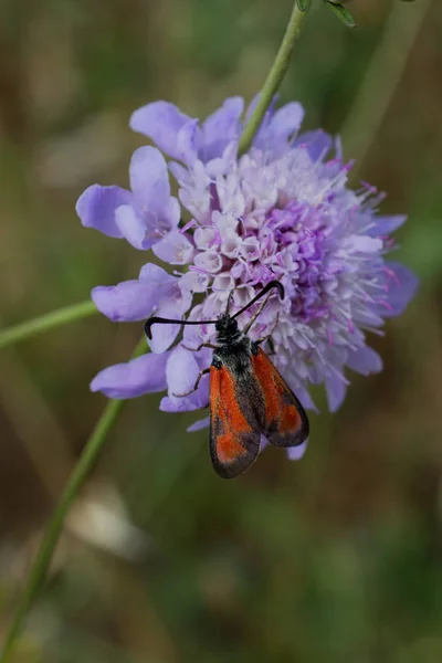 Bug rouge dans la nature — Photo