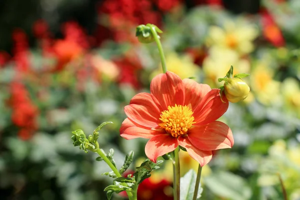 A természetben gyönyörű virágok — Stock Fotó