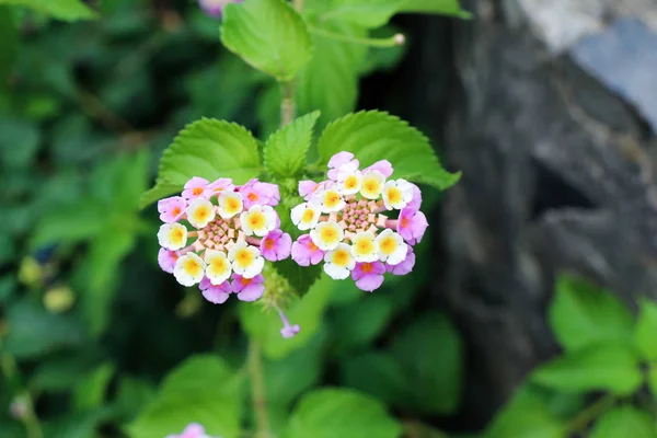 Hermosas flores de Lantana en la naturaleza — Foto de Stock