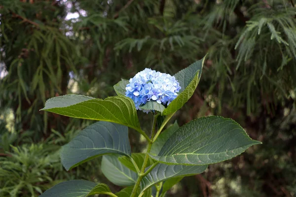 Hortensja piękne kwiaty w przyrodzie — Zdjęcie stockowe