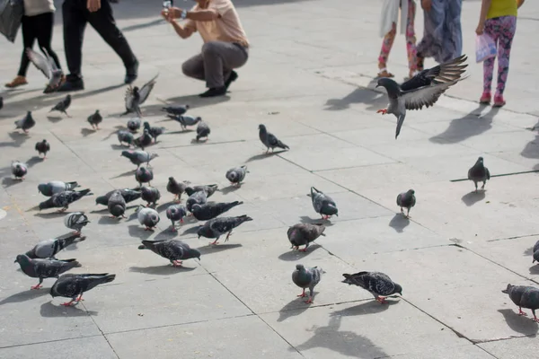 Einsamer Vogel lebt in der Natur — Stockfoto