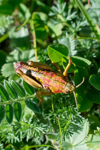 Grasshopper in open air — Stock Photo, Image