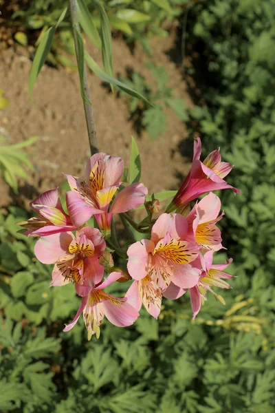 Prachtige lelie bloemen in de natuur — Stockfoto