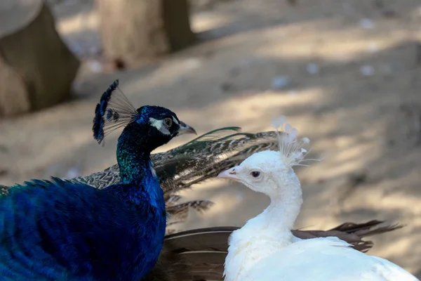 Portrait of peacock  outdoors — Stock Photo, Image