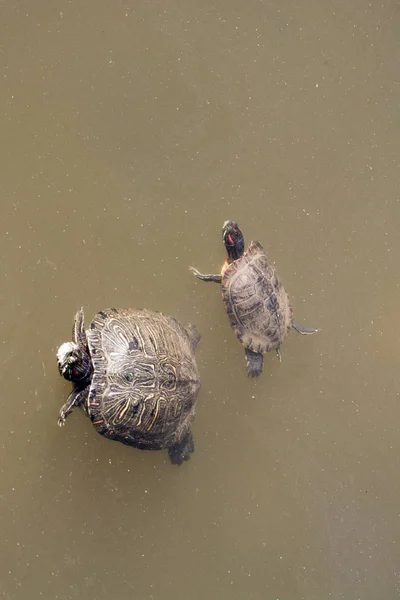 Twol tartarugas nadando em um lago — Fotografia de Stock