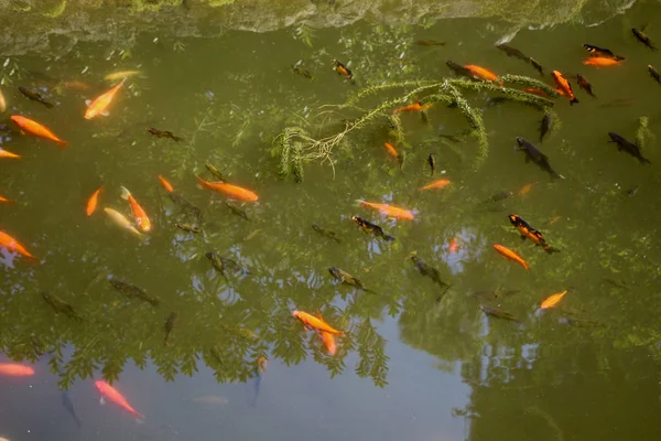 Vackra färgglada fiskar i dammen — Stockfoto