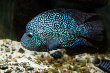 Akvaryumdaki güzel balıklar 