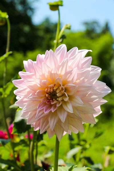 Beautiful flowers in nature — Stock Photo, Image