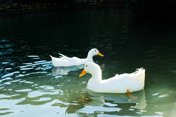 Einsamer Vogel lebt in der Natur — Stockfoto