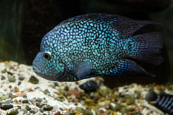 Mooie vissen in het aquarium — Stockfoto