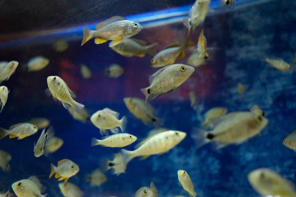 Bellissimi pesci in acquario — Foto Stock