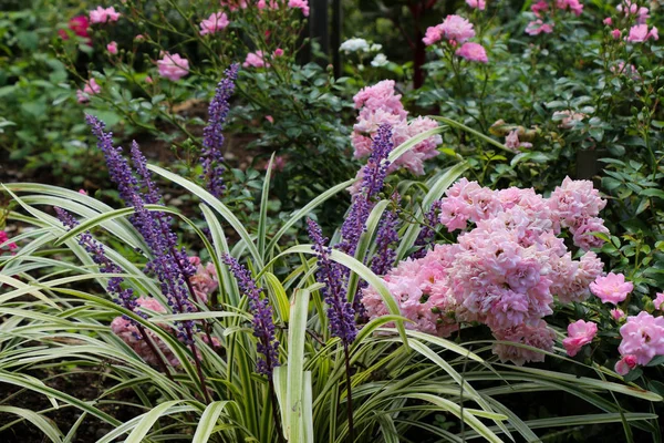 Doğada güzel maymun çimen
