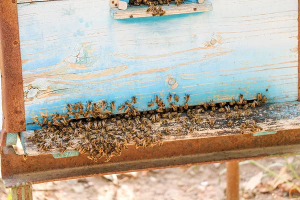 Bienenstock mit Bienen in der Natur — Stockfoto