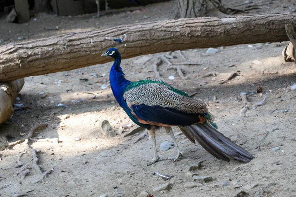 Portrait of peacock  outdoors — Stock Photo, Image