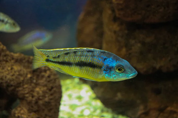 Gyönyörű hal az akváriumban — Stock Fotó
