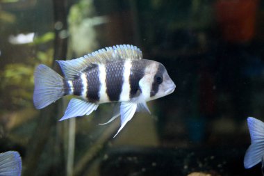 Akvaryumdaki güzel balıklar 