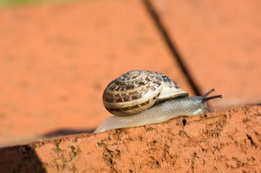 Taşlar aşağı salyangoz slaytları