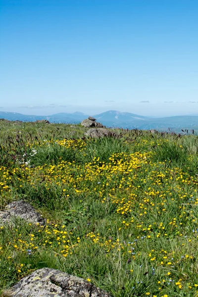 Pastagem verde nas montanhas durante a temporada de verão — Fotografia de Stock