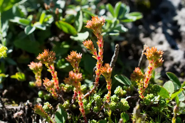 Beautiful flowers in nature — Stock Photo, Image