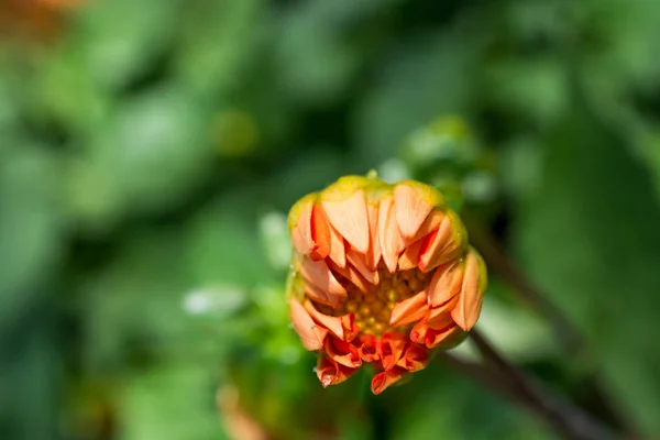 De belles fleurs dans la nature — Photo