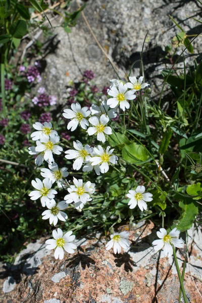 Vackra blommor i naturen — Stockfoto