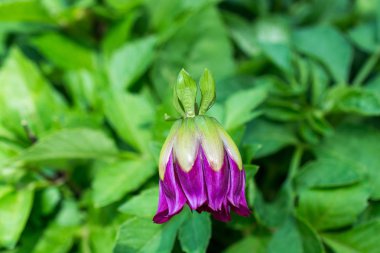 doğanın güzel çiçekler