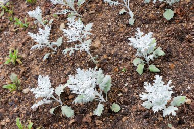 doğanın güzel çiçekler