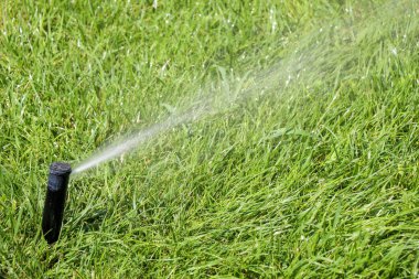 Arkaplan olarak yeşil çimen