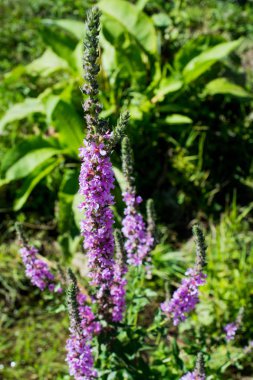 doğanın güzel çiçekler