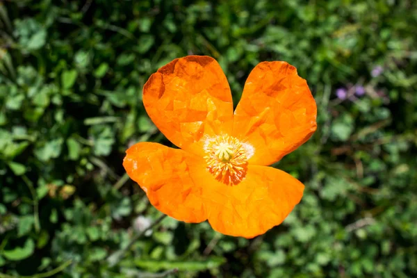 Belles fleurs de pavot oriental dans la nature — Photo