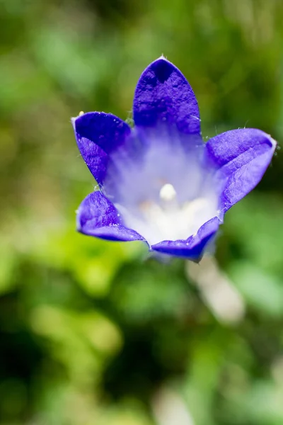 Lindas flores Bellflower na natureza — Fotografia de Stock