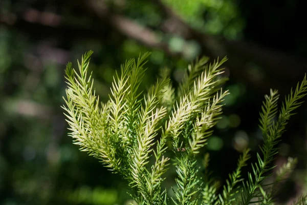 Folhas verdes da primavera — Fotografia de Stock