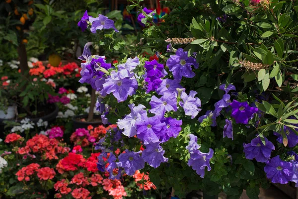 Cama de flores como fondo floral — Foto de Stock
