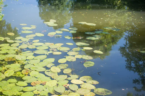 Contexto da água da lagoa verde — Fotografia de Stock