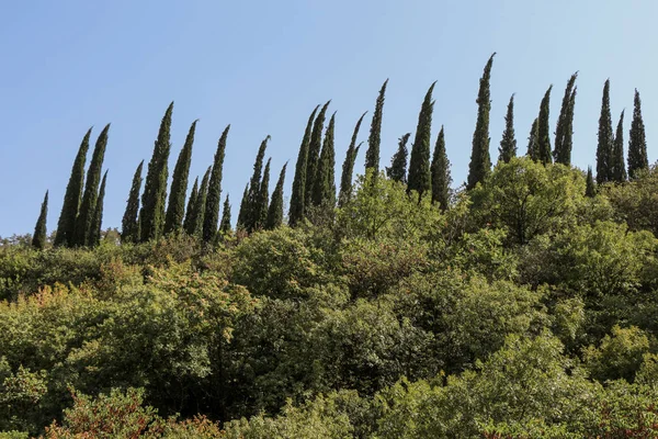 Árboles Cypreast en el fondo de la naturaleza — Foto de Stock