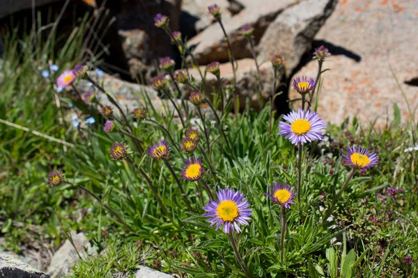 De belles fleurs dans la nature — Photo