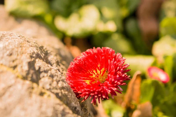 Bellissimi fiori di astro in natura — Foto Stock