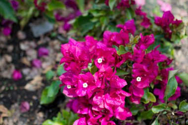 doğanın güzel çiçekler