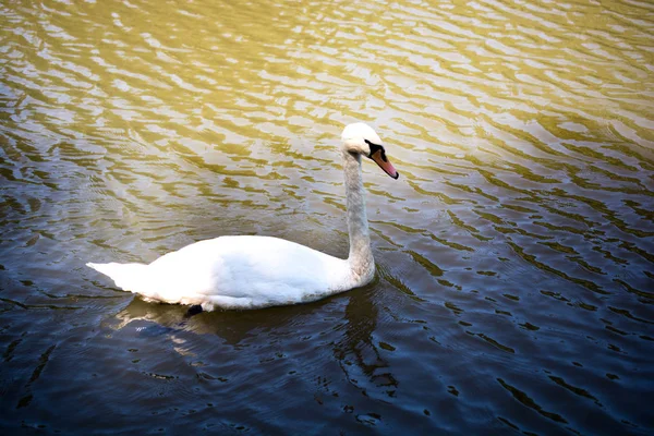 孤独な鳥は自然環境の中で生きている — ストック写真