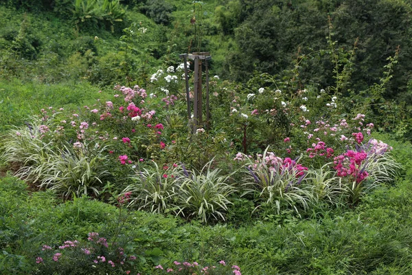 Hermoso jardín de flores de colores con varias flores — Foto de Stock