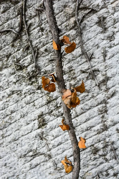 Droge bladeren van de herfst — Stockfoto