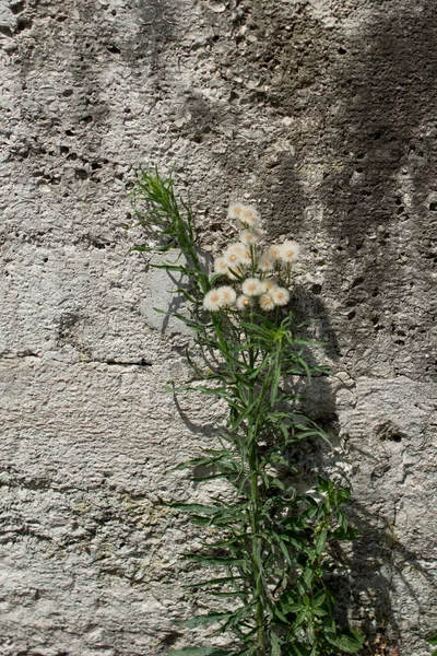 Mooie bloemen in de natuur — Stockfoto