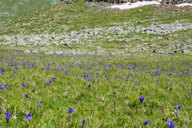 Yeşil mera dağlarda yaz sezonu boyunca