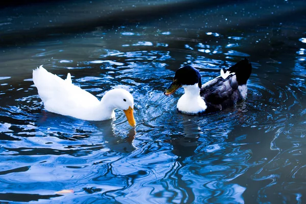 Einsamer Vogel lebt in der Natur — Stockfoto